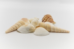 Shells 2