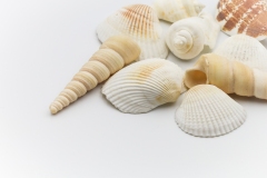 Shells 3