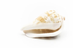 Shells 6