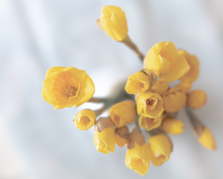 spring asplosion