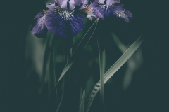 Dark Iris