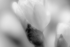ghostly