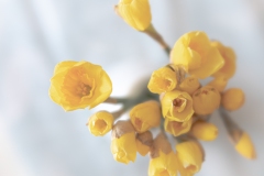 spring asplosion