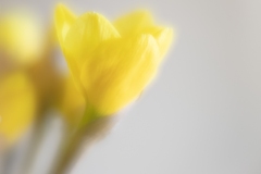 gentle yellow