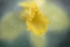 daffodilicious
