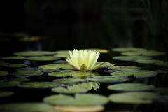 garden_15