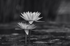 garden_16