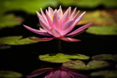garden_19