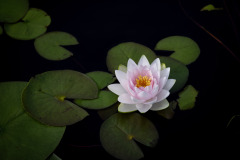 garden_05
