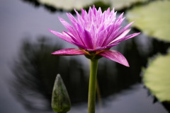 longwood water lily 5