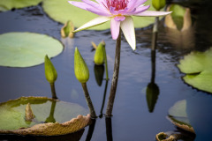 longwood water lily 2