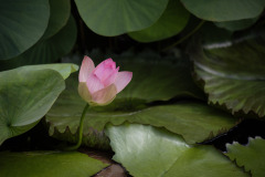 sacred lotus