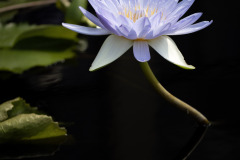 longwood water lily 1