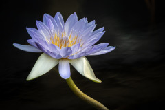 longwood water lily 3
