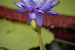 longwood water lily 6