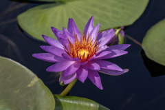 longwood water lily 7