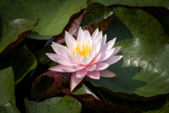 longwood water lily 4