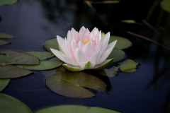 garden_06