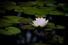 garden_07