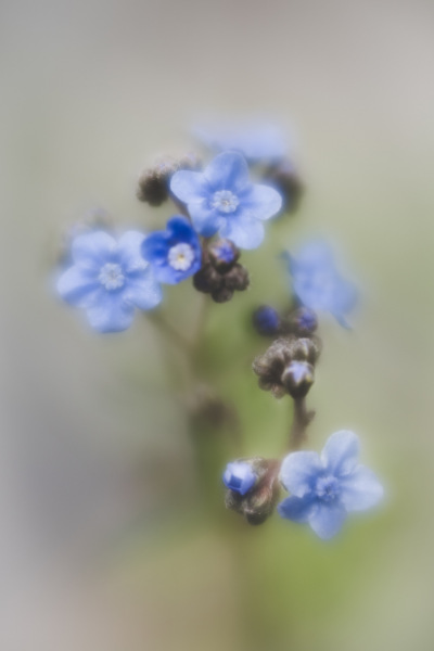 Forget me not