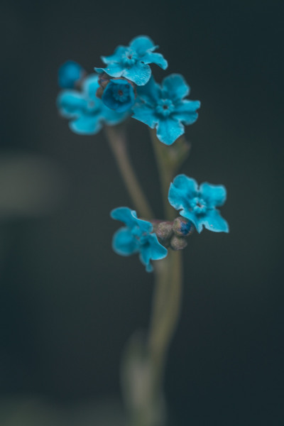 teals