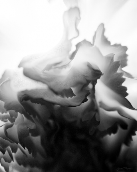 carnation sans couleur