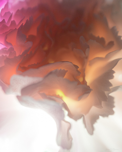 carnation