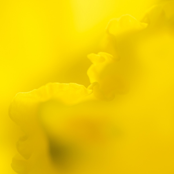 soft yellow