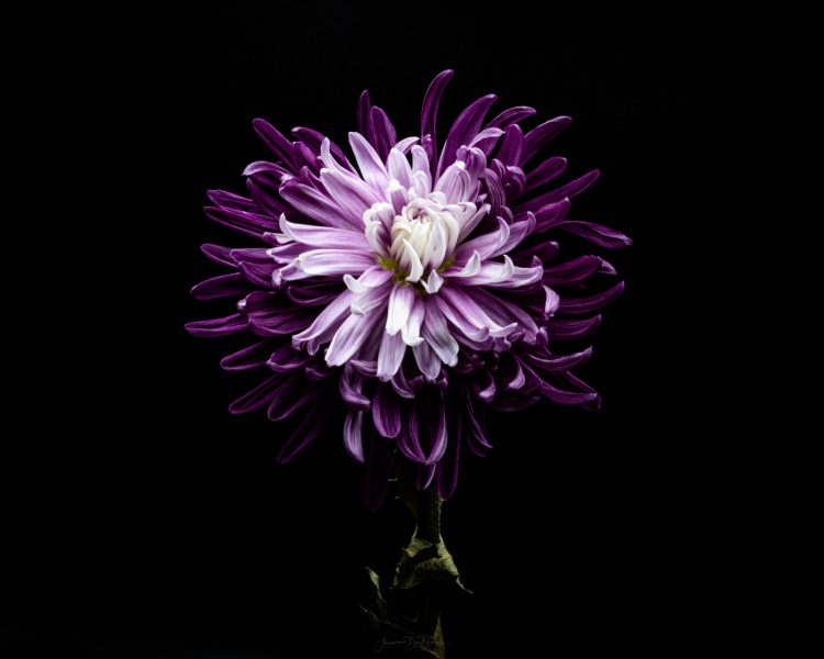 purple 2