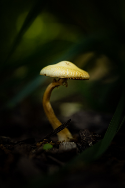 shroom
