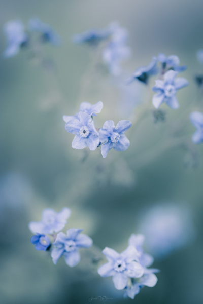 forget-me-not