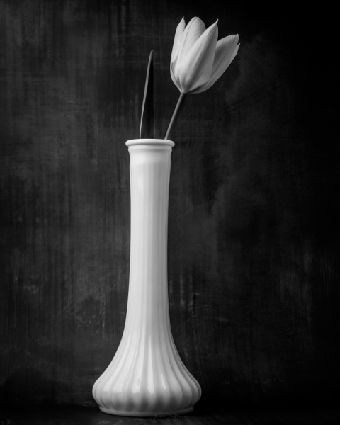 still-life-tulip