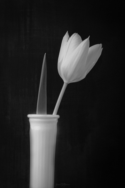 tulip (bnw)