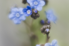 Forget me not