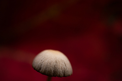 pop