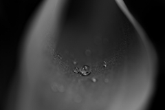 drops