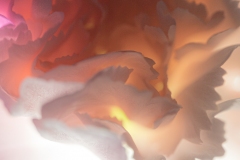 carnation