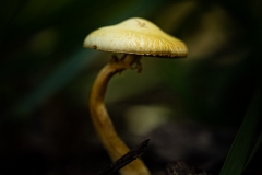 shroom