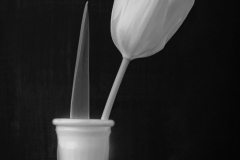 tulip (bnw)
