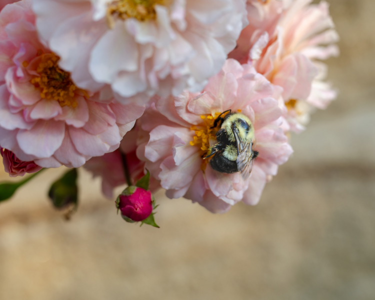 bumblebee summer