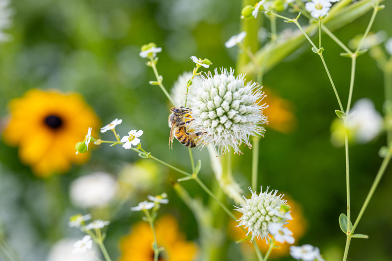 working amongst the flowers