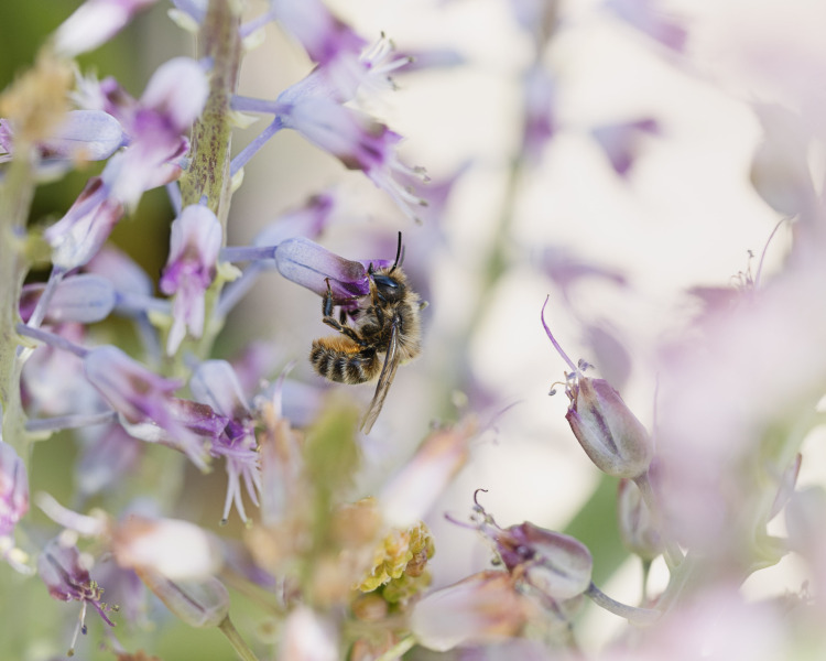 Spring Bee I