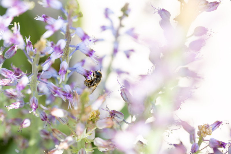 Spring Bee II