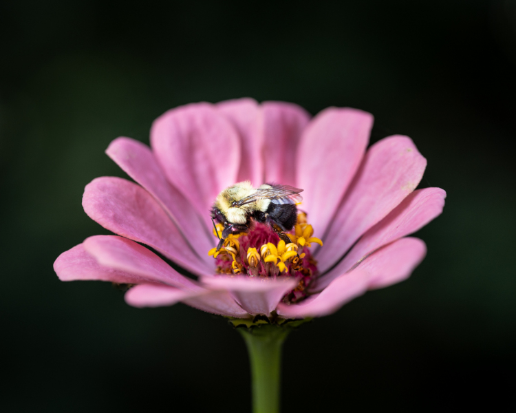 a leetle sleeping bumblybee in profile