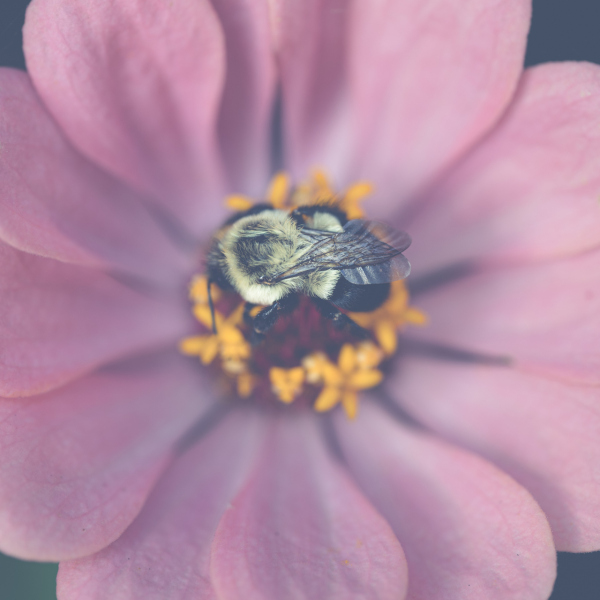 a leetle sleeping bumblybee