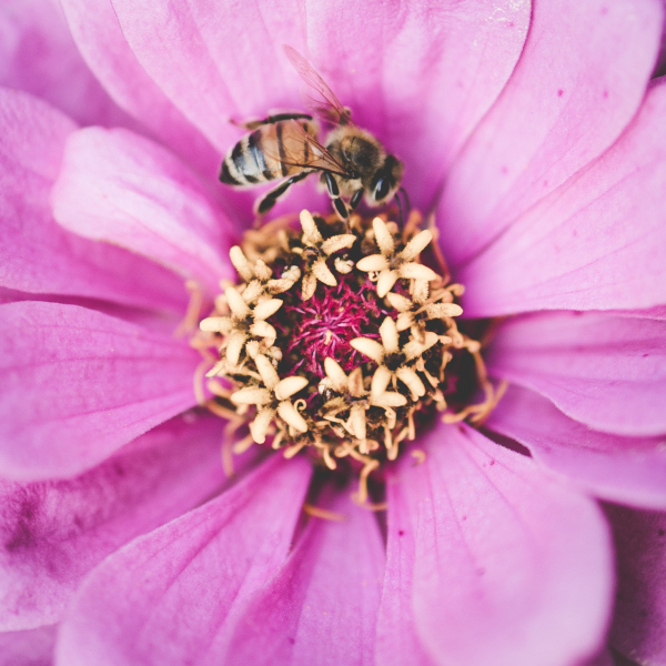 a bee but not a bumble