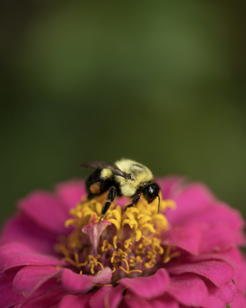 bee on green