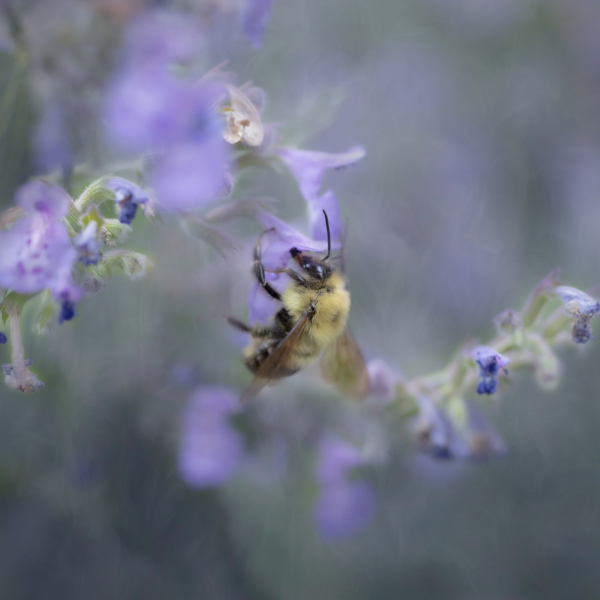 a leetle purple, a leetle bumbly bee