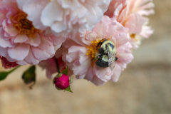 bumblebee summer