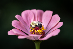 a leetle sleeping bumblybee in profile